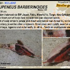 Parupeneus barberinoides - Bicolor goatfish