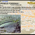 Parupeneus forsskali - Red Sea goatfish
