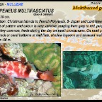 Parupeneus multifasciatus - Multibarred goatfish