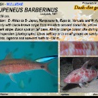 Parupeneus barberinus - Dash-dot goatfish