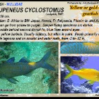 Parupeneus  cyclostomus - Yellowsaddle goatfish