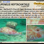 Parupeneus heptacanthus - Cinnabar goatfish