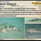Upeneus tragula - Freckled goatfish