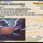 Pempheris vanicolensis - Vanicoro sweeper
