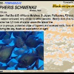 Pempheris schwenkii - Black-stripe sweeper