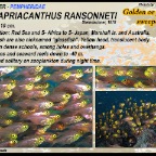 Parapriacanthus ransonneti - Golden sweeper