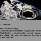 Rudderfish info