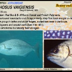Kyphosus vaigiensis - Brassy  rudderfish