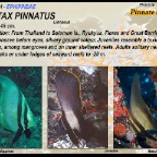 Platax pinnatus - Pinnate batfish