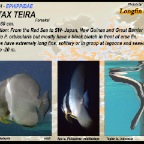 Platax teira - Longfin batfish