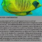 Butterflyfish info