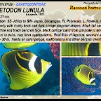 Chaetodon lunula - Raccoon butterflyfish