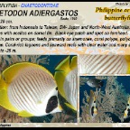 Chaetodon adiergastos - Philippine butterflyfish
