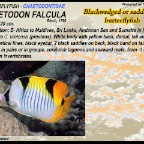 Chaetodon falcula - Blackwedged butterflyfish
