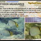 Chaetodon vagabundus - Vagabond butterflyfish