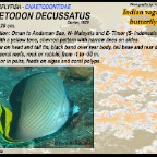 Chaetodon decussatus - Indian vagabond butterflyfish