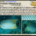 Chaetodon trifascialis - Chevroned butterflyfish