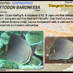 Chaetodon baronessa - Triangular butterflyfish 