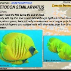 Chaetodon semilarvatus - Lemon butterflyfish