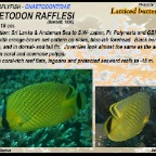 Chaetodon rafflesi - Latticed butterflyfish