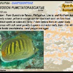 Chaetodon punctatofasciatus - Spot banded butterflyfish