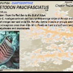 Chaetodon paucifasciatus - Crown butterflyfish