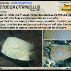 Chaetodon citrinellus - Speckled butterflyfish