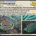 Chaetodon meyeri - Sraweled butterflyfish