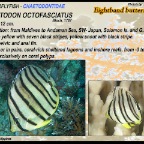 Chaetodon octofasciatus - Eightband butterflyfish