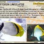 Chaetodon   lineolatus - Lined butterflyfish