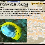 Chaetodon ocellicaudus - Spot tail butterflyfish