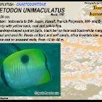 Chaetodon unimaculatus - Teardrop butterflyfish
