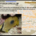 Chaetodon speculum - Ovalspot butterflyfish