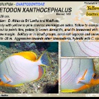 Chaetodon xanthocephalus - Yellowhead butterflyfish