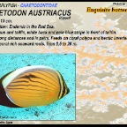 Chaetodon austriacus - Exquisit butterflyfish
