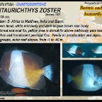 Hemitaurichthys zoster - Brown and white butterflyfish