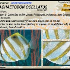 Parachaetodon ocellatus - Sixspine butterflyfish
