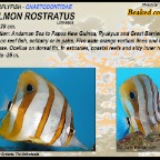 Chelmon rostratus - Beaked coralfish