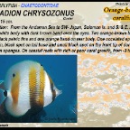 Coradion chrysozonus - Orange banded coralfish