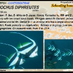 Heniochus diphreutes - Schooling bannerfish