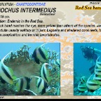 Heniochus intermedius - Red Sea bannerfish