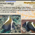 Heniochus varius - Humphead bannerfish 
