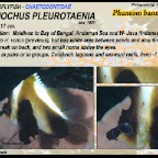 Heniochus pleurotaenia - Phantom bannerfish
