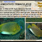 Apolemichthys trimaculatus - Three-spot angelfish