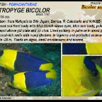 Centropyge bicolor - Bicolor angelfish