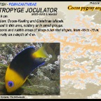 Centropyge joculator - Cocos pigmy angelfish