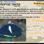 Centropyge tibicen - Keyhole angelfish