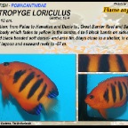 Centropyge  loriculus - Flame angelfish