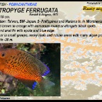 Centropyge ferrugata - Rusty angelfish