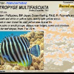 Centropyge multifasciata - Barred angelfish